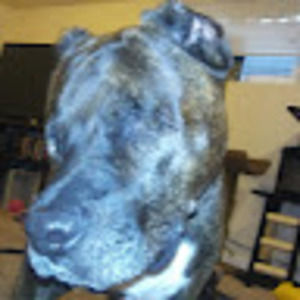 Meet your Posher, Head